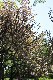 image0190