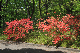 image0194