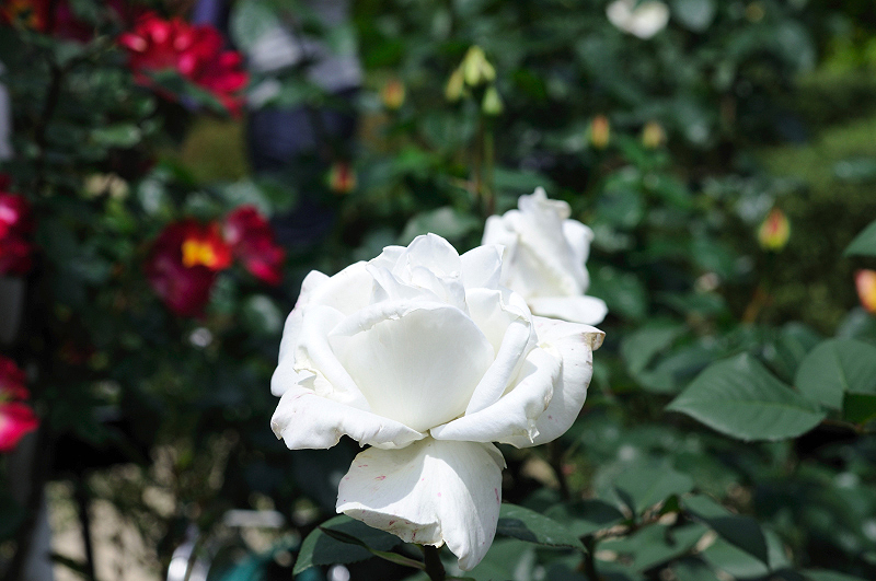 image0102