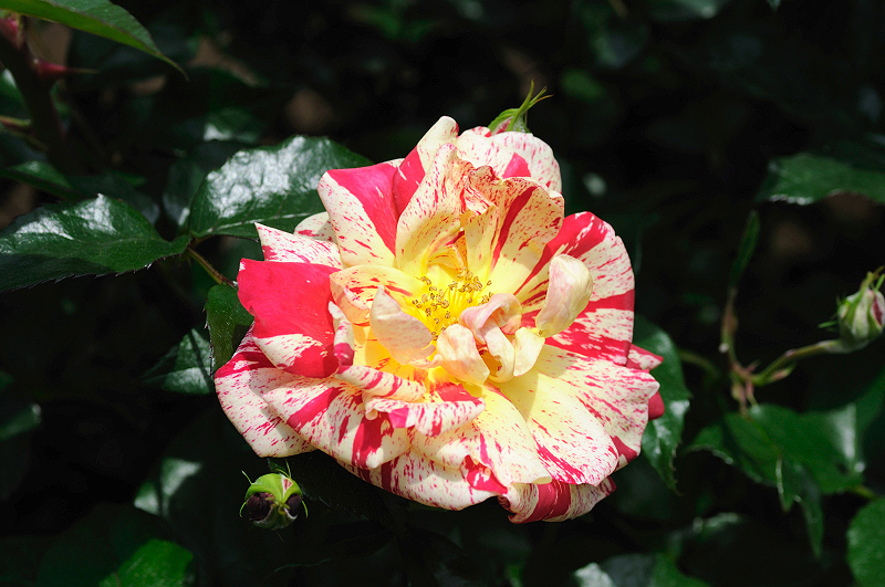 image0113