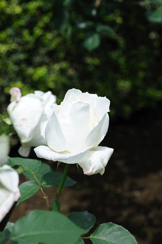 image0114