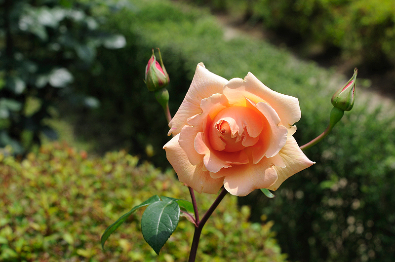 image0156