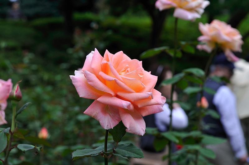 image0154