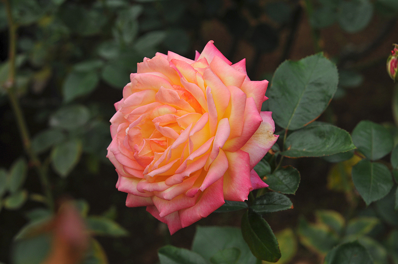 image0098
