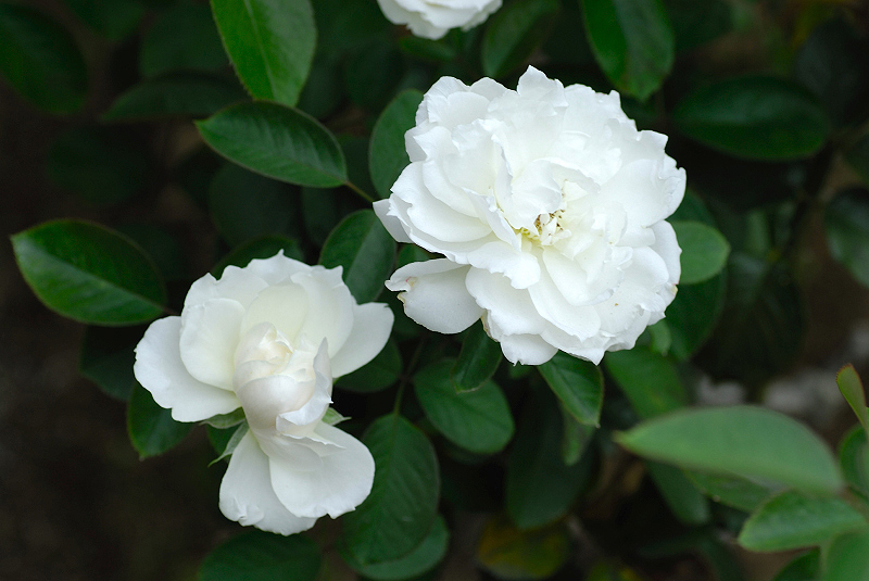 image0102