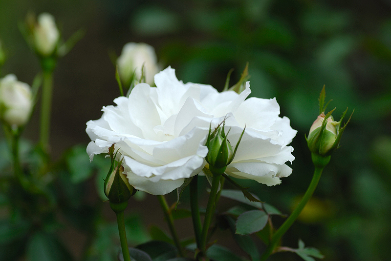 image0105