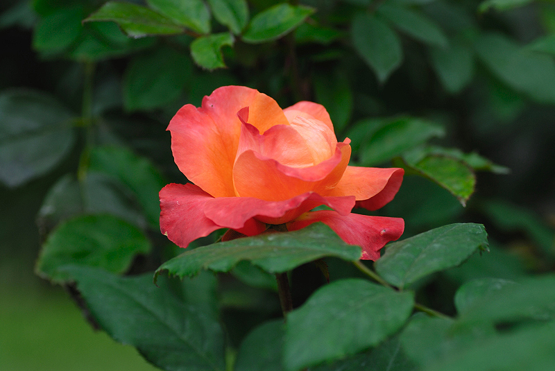 image0110