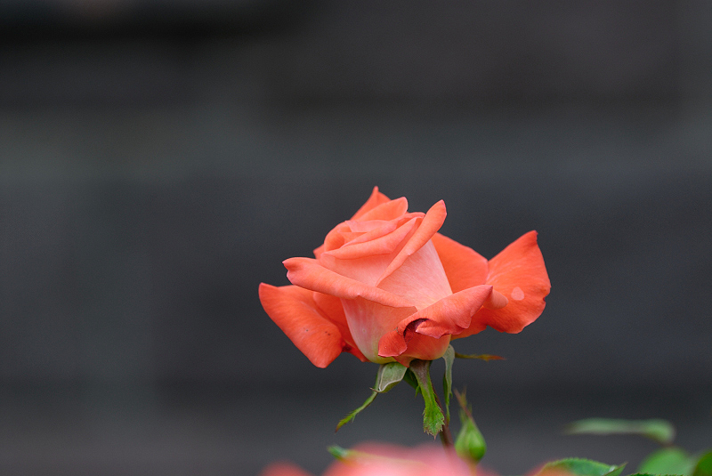 image0131