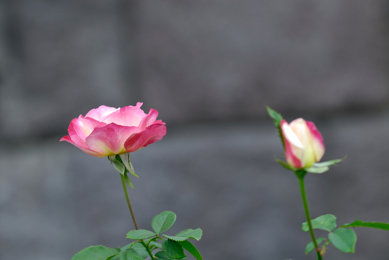 image0137