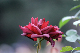 image0161