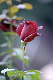 image0163