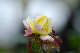 image0164