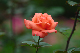 image0172