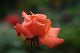 image0174