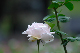 image0178