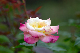 image0180