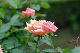 image0181