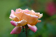 image0186