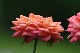 image0188