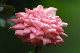 image0191