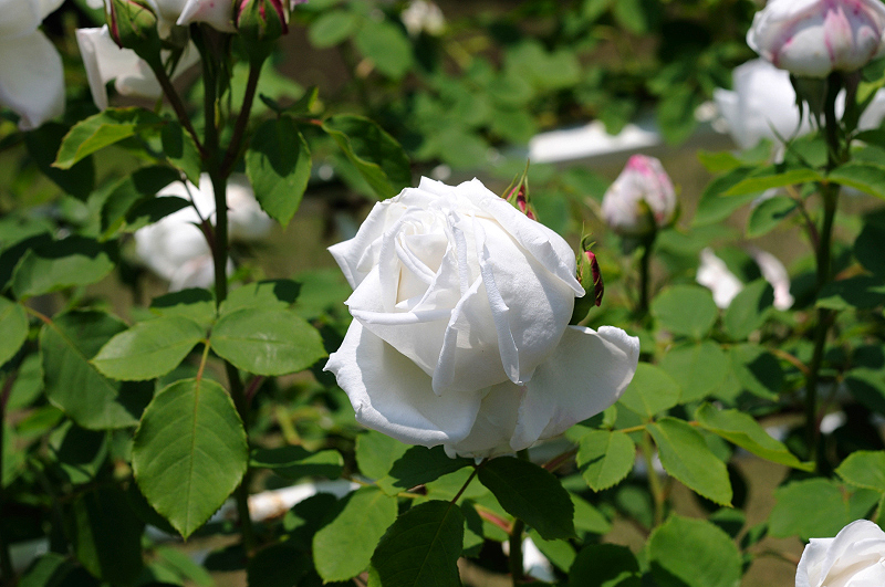 image0084