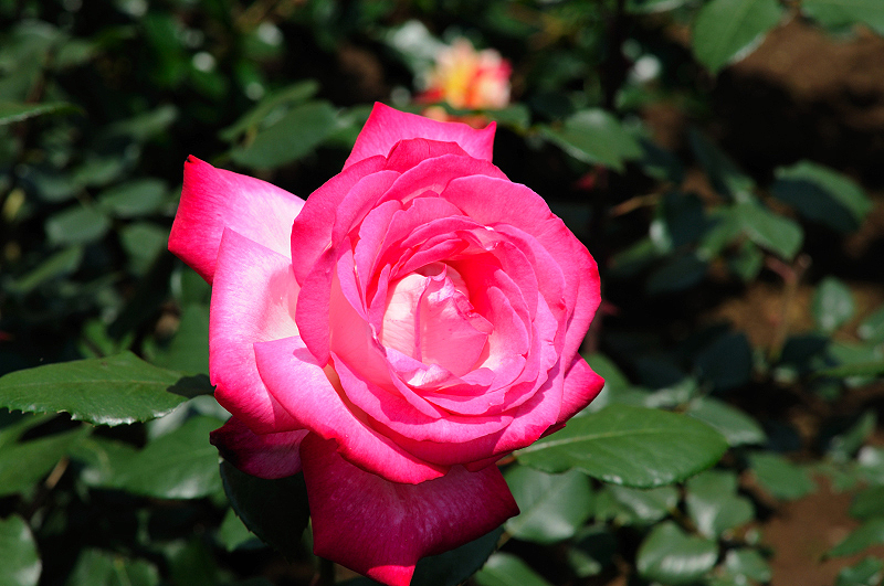 image0100