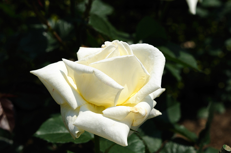 image0107