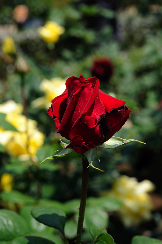 image0118
