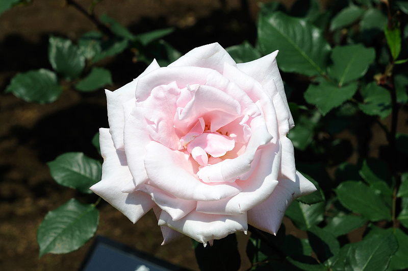image0126