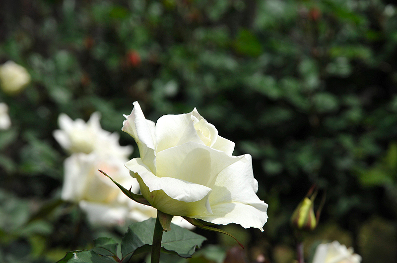 image0098