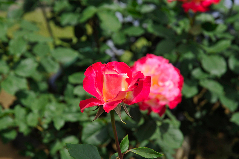 image0110