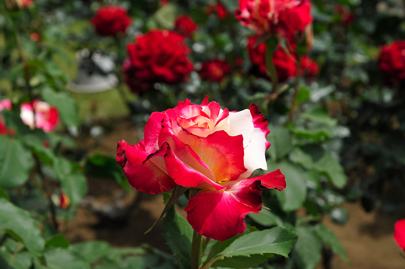 image0111