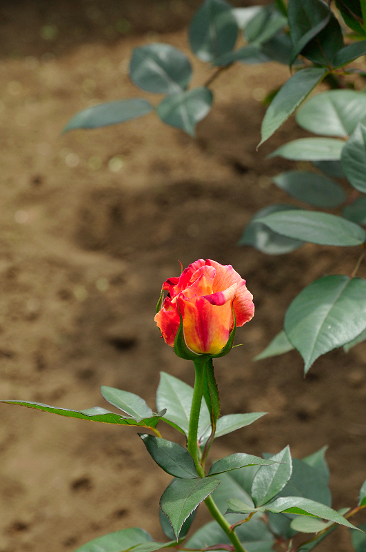 image0133
