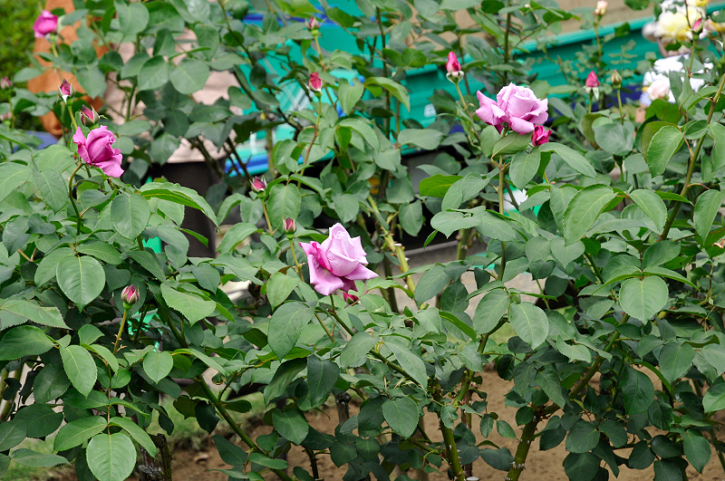image0134