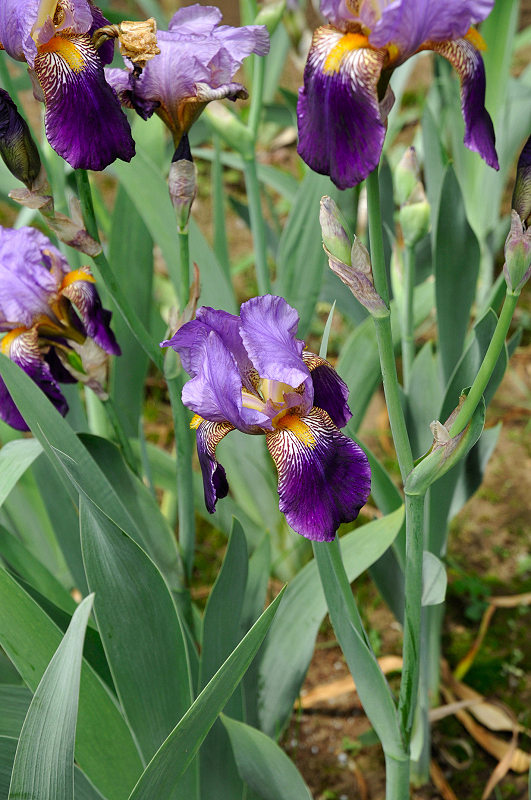 image0136