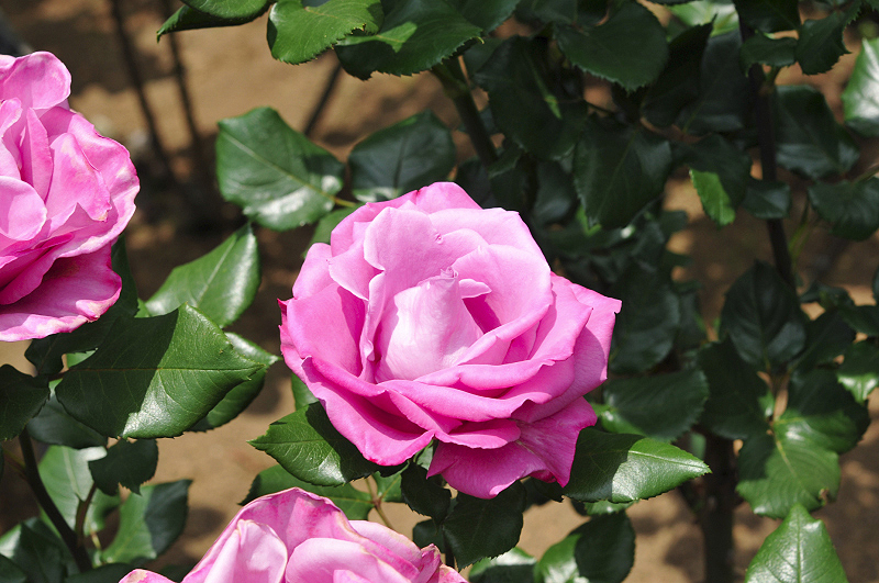 image0013