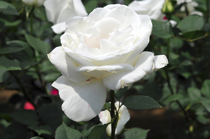 image0044