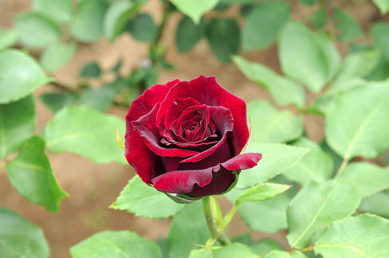 image0093