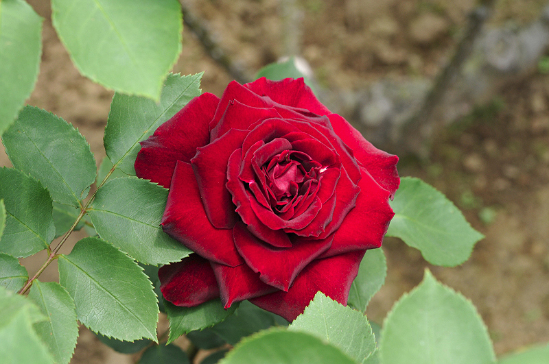 image0096