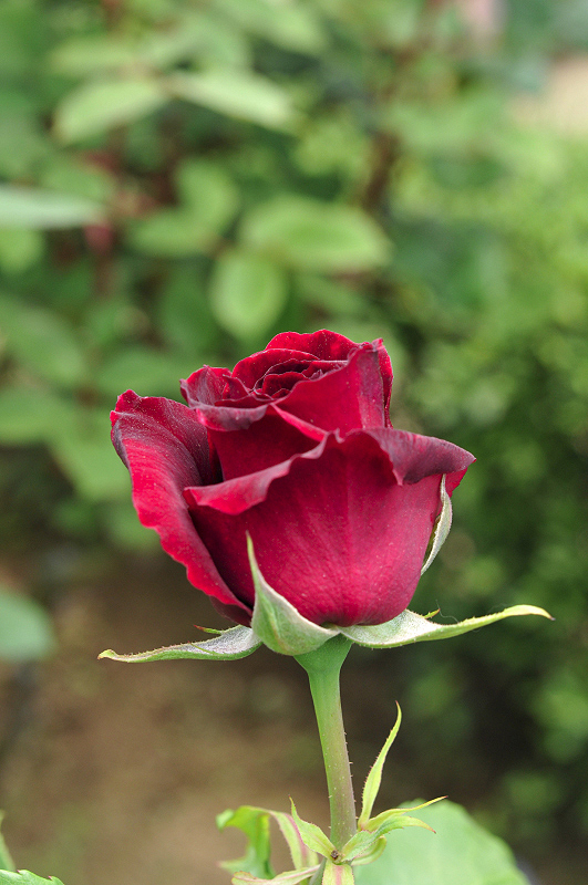 image0097