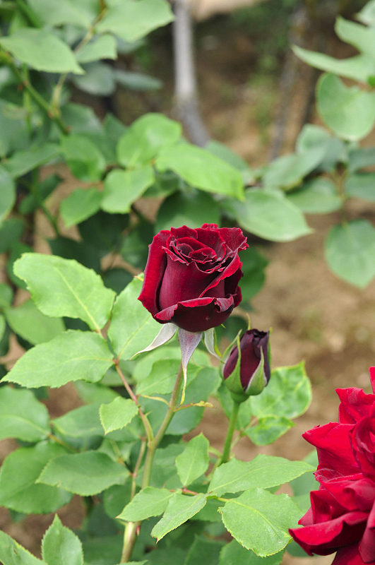 image0098