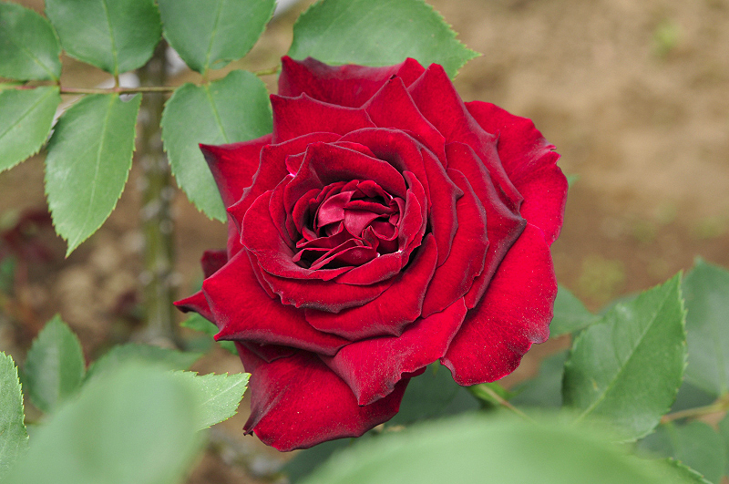 image0099