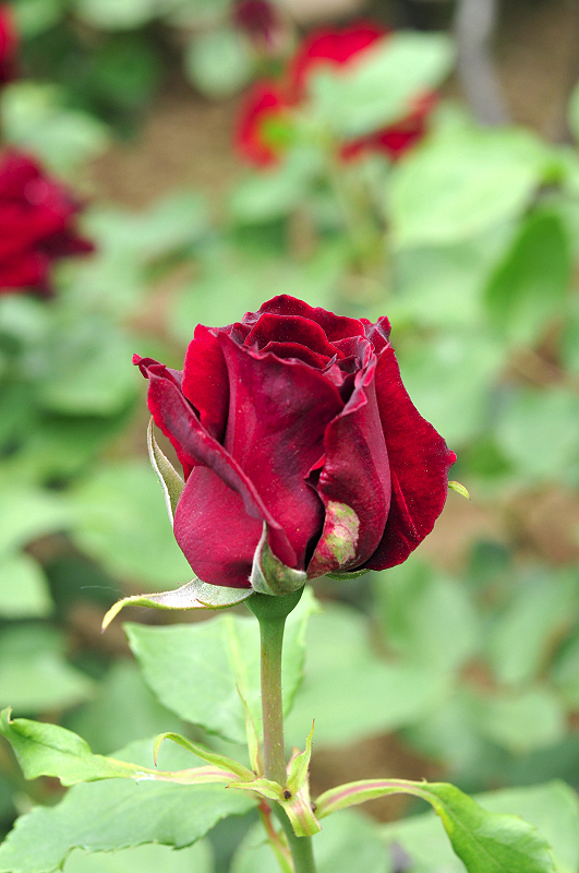 image0100