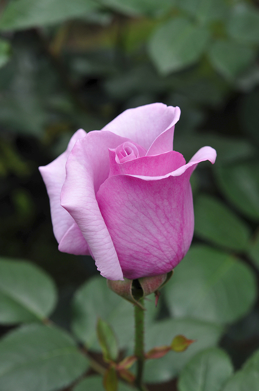 image0106