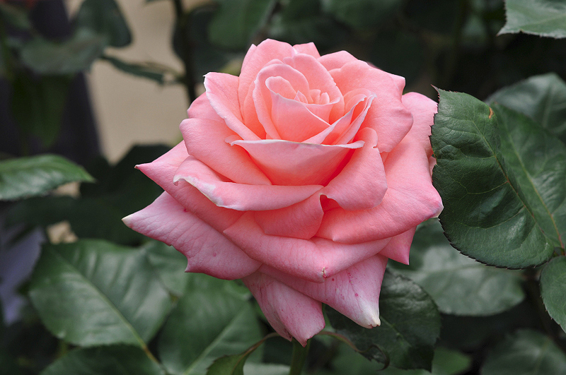 image0110