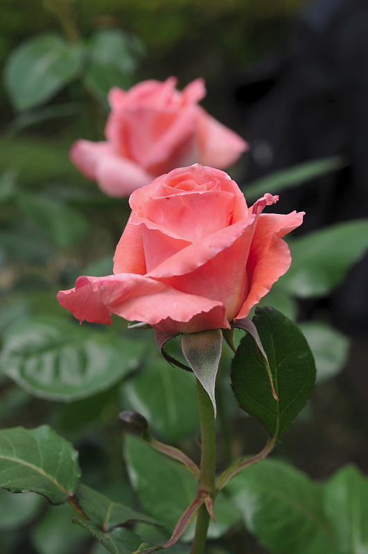 image0113