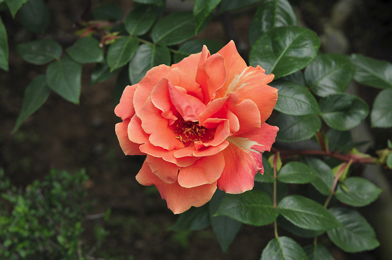 image0117