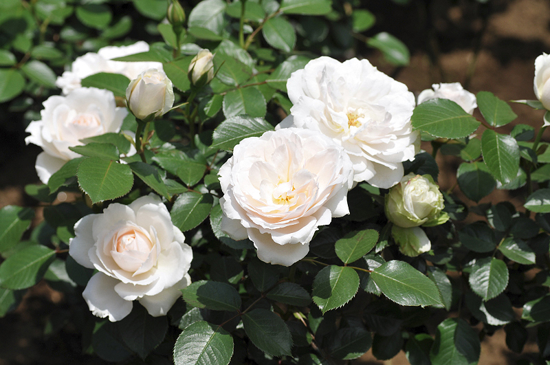 image0135