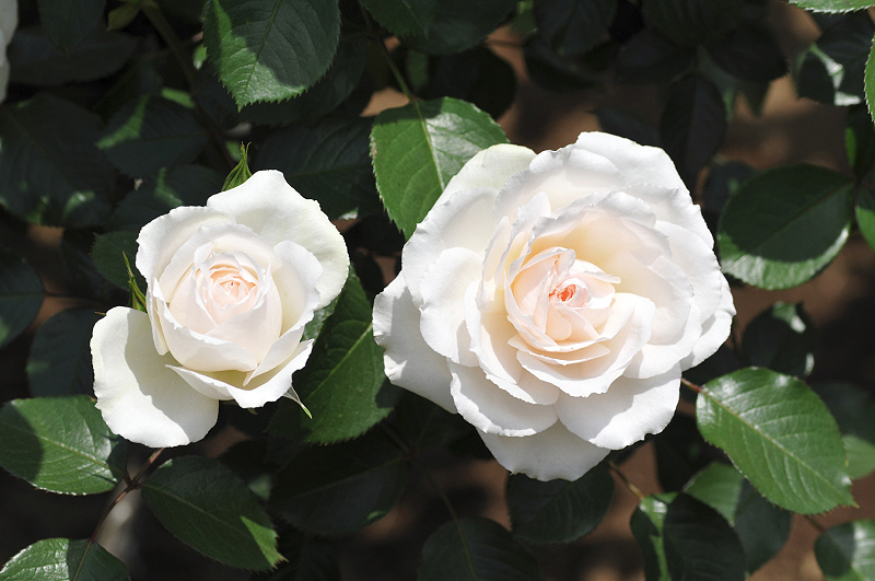 image0136