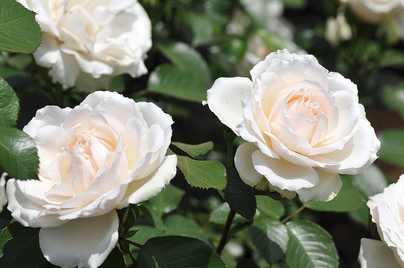 image0137